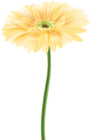 Gerbera Flower Yellow PNG Clipart