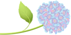 Hortensia Clip Art PNG Image