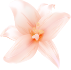 Large Orange Lilium Clipart