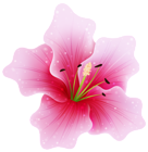 Large Pink Flower PNG Clipart