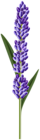 Lavender Flower PNG Clipart