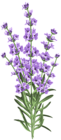 Lavender Flower Transparent PNG Clip Art