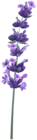 Lavender PNG Clipart