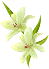 Lilium PNG Clipart Picture