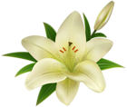 Lilium Transparent Clip Art