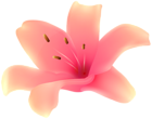 Lily Flower PNG Transparent Clipart