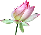 Lotus Bud Clipart