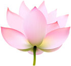 Lotus Transparent PNG Image