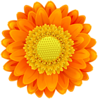 Orange Flower Clip Art PNG Image