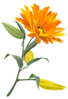 Orange Flower PNG Clip Art Image