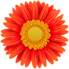 Orange Gerbera Transparent Clip Art PNG Image