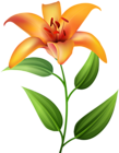 Orange Lilium Transparent Clip Art