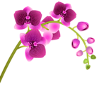 Orchid Flower Transparent PNG Clip Art Image