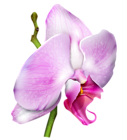 Orchid PNG Clipart Image