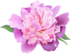 Peony Clip Art Transparent Image