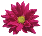 Pink Chrysanthemum Flower Transparent Clip Art Image