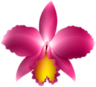 Pink Orchid Transparent PNG Clip Art Image