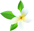 Plumeria Transparent PNG Clip Art Image