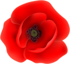Poppy Flower Clip Art Transparent Image