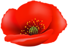 Poppy Flower PNG Clip Art Image