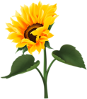 Sunflower Transparent Clipart