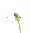 Taraxacum PNG Clip Art Image