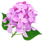 Transparent Chrysanthemum PNG Picture