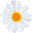 White Daisy PNG Transparent Clip Art Image