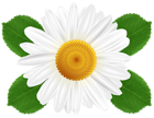 White Daisy Transparent PNG Clip Art