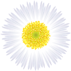 White Flower PNG Clip Art Image