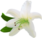 White Lilium Transparent Clip Art