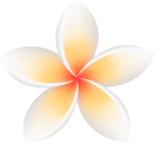 White Plumeria PNG Transparent Clipart