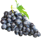 Black Grapes PNG Clip Art Image