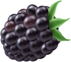 Blackberry PNG Clip Art Image