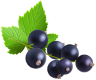 Blackcurrant Transparent PNG Clip Art Image