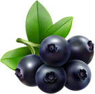 Blueberry Transparent Clip Art Image