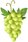 Fresh Grape PNG Transparent Clipart