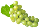 Grape PNG Free Clip Art Image