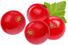 Red Currant Transparent Clip Art Image