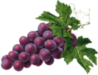 Red Grape PNG Picture