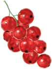 Redcurrant PNG Clipart