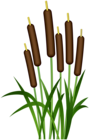 Bulrush Clip Art Image