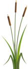 Bulrush Clip Art PNG Transparent Image