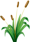 Bulrush Transparent PNG Clip Art Image