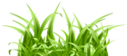 Fresh Grass Transparent Image