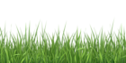 Grass PNG Transparent Clipart