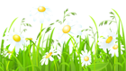 White Flowers and Grass Transparent PNG Clip Art Image