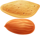 Almond Transparent Clip Art Image