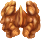 Half Walnut PNG Clip Art