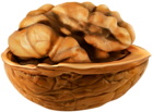 Open Walnut PNG Clip Art Image